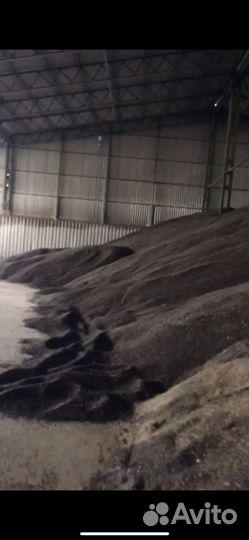 Пшеница 5 класс зерно