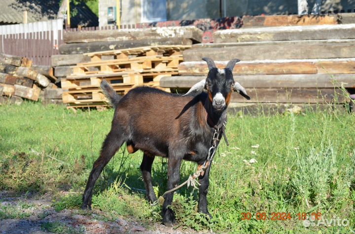Козел на вязку