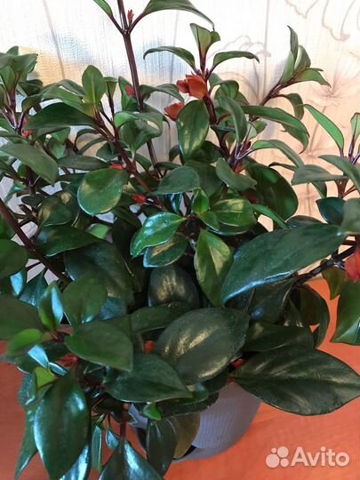 Нематантус тропикана, Алоказии