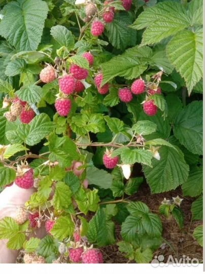 Саженцы малины Красный гигант ежевика черноплодка