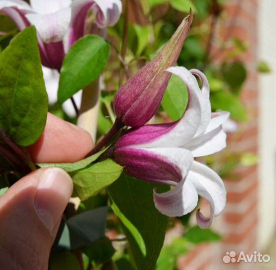 Клематис Принцесса Кейт