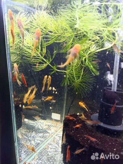 Гуппи фул ред альбино, анциструс, креветки