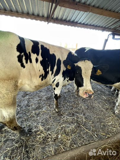 Нетеля, Нетель