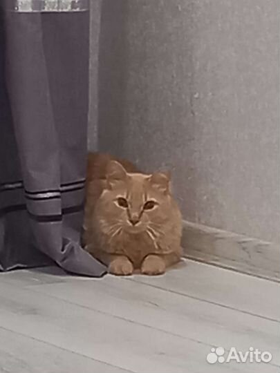 Котик в добрые руки