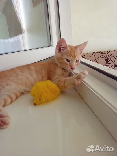 Котенок очень хочет быть домашним