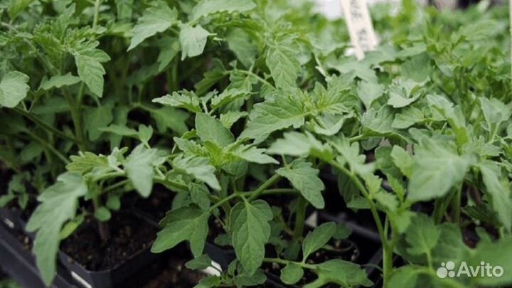 Рассада помидор и перцев и др