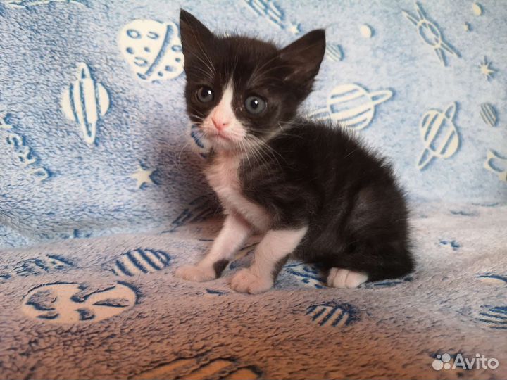 Котёнок, 1,5 месяца