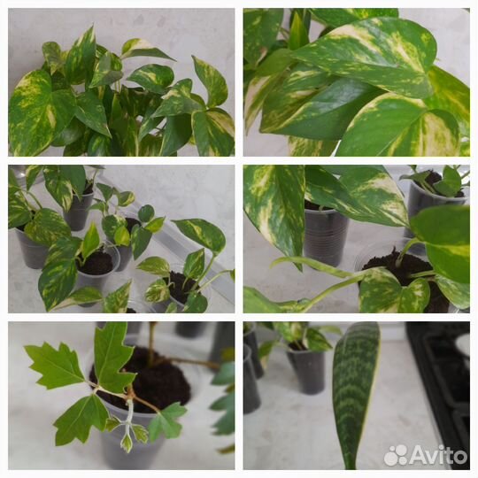 Золотой дракон и другие цветочки