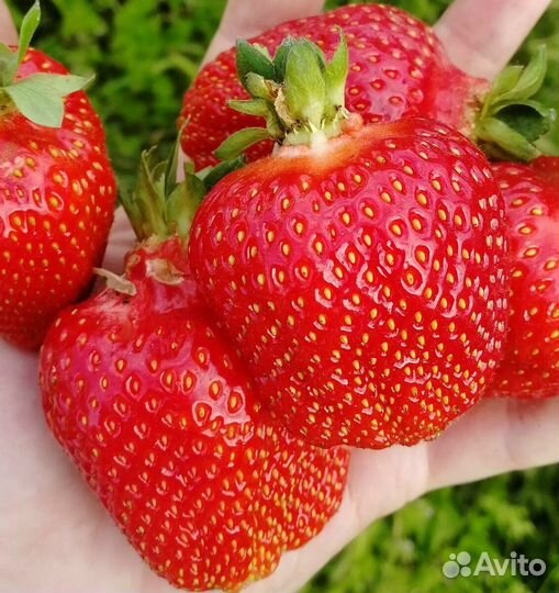 Саженцы клубники