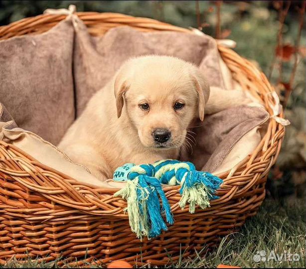 Щенки лабрадора