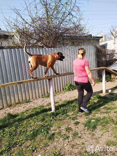 Бытовая дрессировка собак