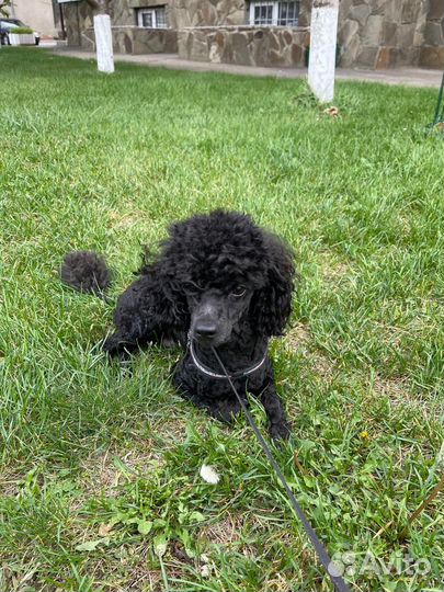 Вязка кобель Пудель малый