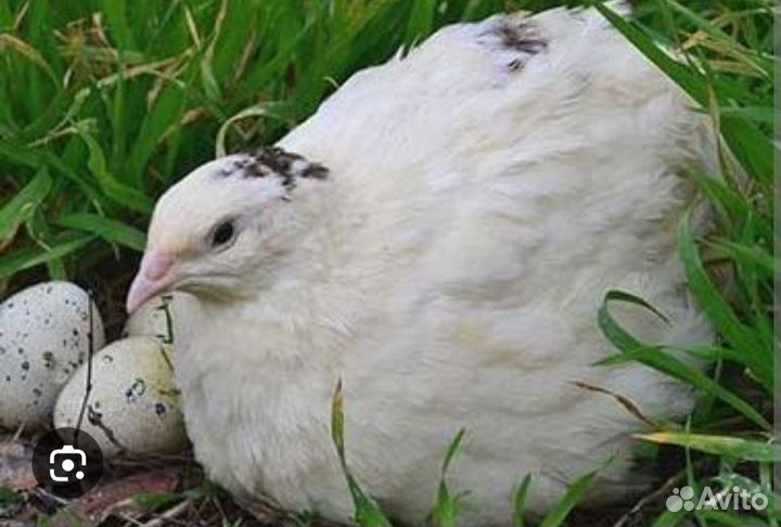 Инкубационное яйцо перепелов