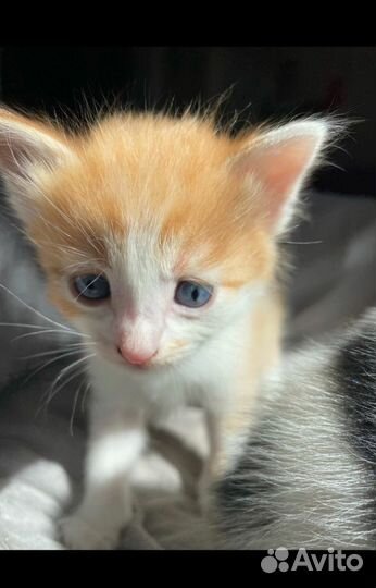 Котята отдам в добрые руки бесплатно