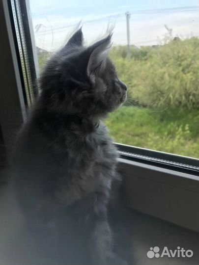 Котята мейн-кун