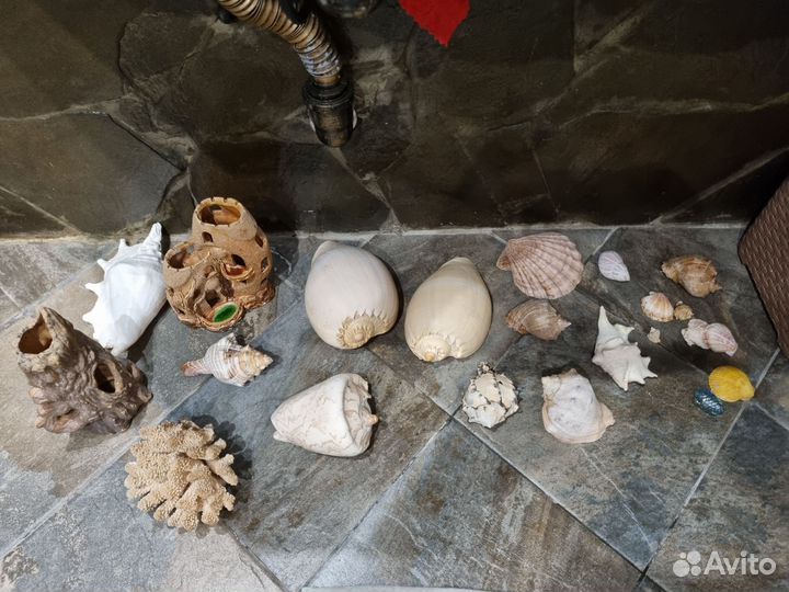 Ракушки ассорти