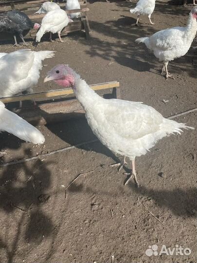 Индюки на мясо