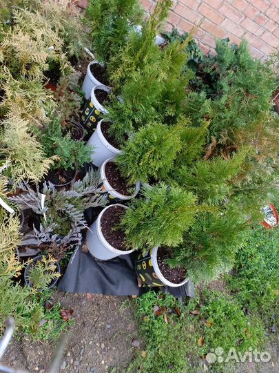 Хвойные растения