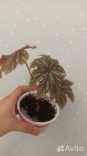 Бегония декоративно лиственная