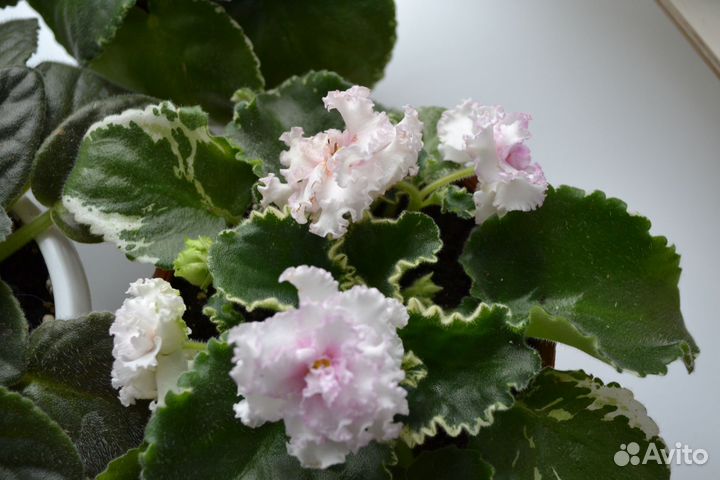 Фиалка сортовая