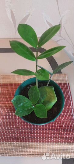 Замиокулькас