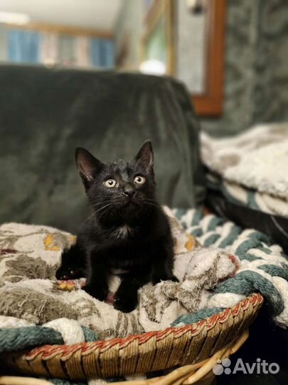 Котята в дар