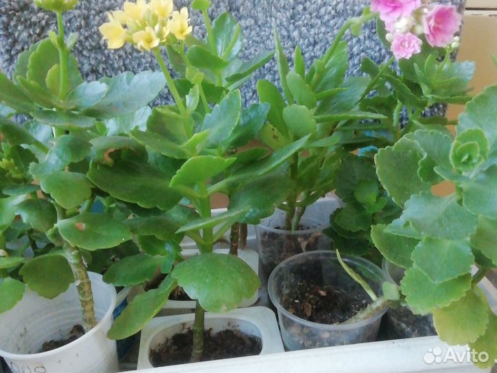 Каланхоэ цветущий