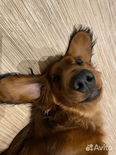 Стандартная длинношерстная такса. Вязка