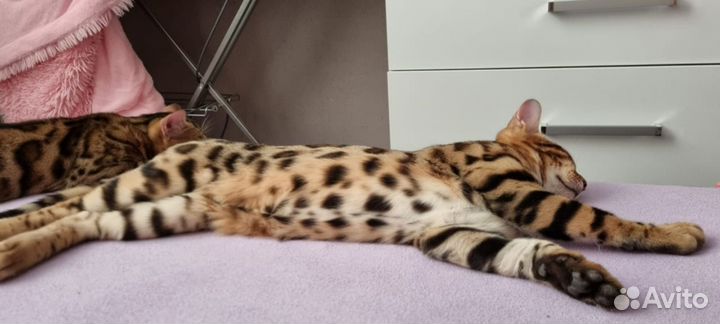 Бенгальская