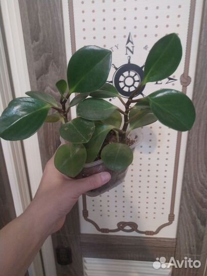 Комнатные цветы,разные