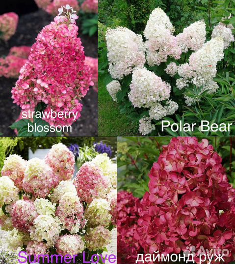Гортензия метельчатая 35 сортов пересыл по РФ