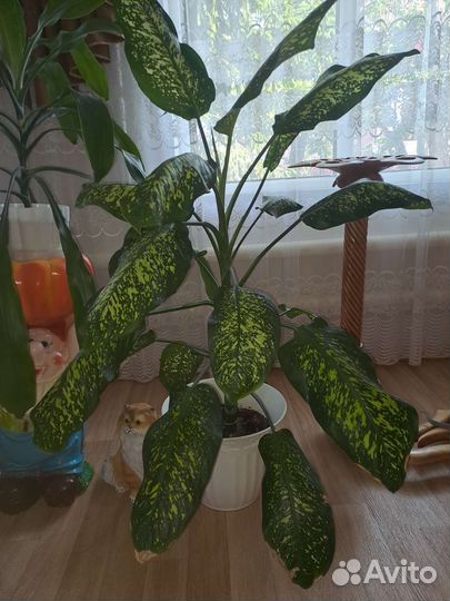 Диффенбахия