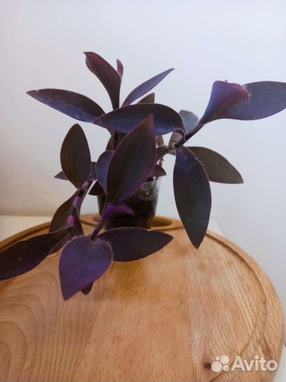 Растения на обмен