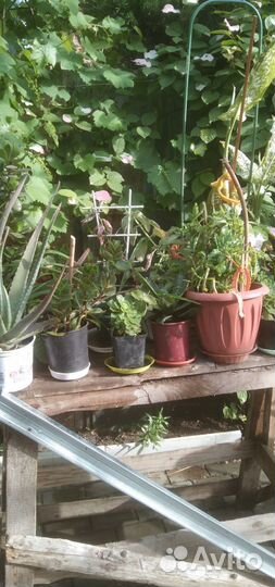 Комнатные цветы