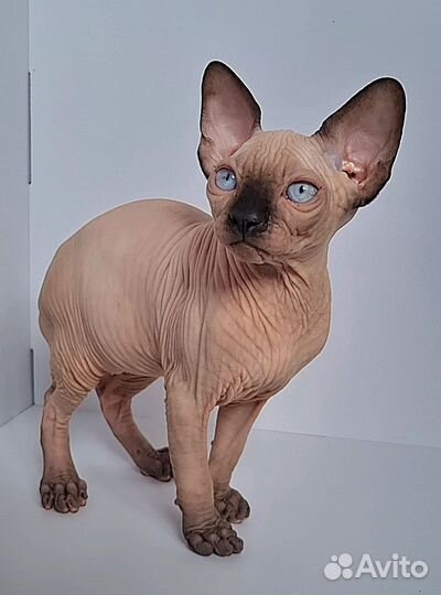 Котенок канадский сфинкс, мальчик, 3 мес