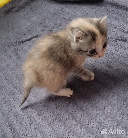 Котёнок