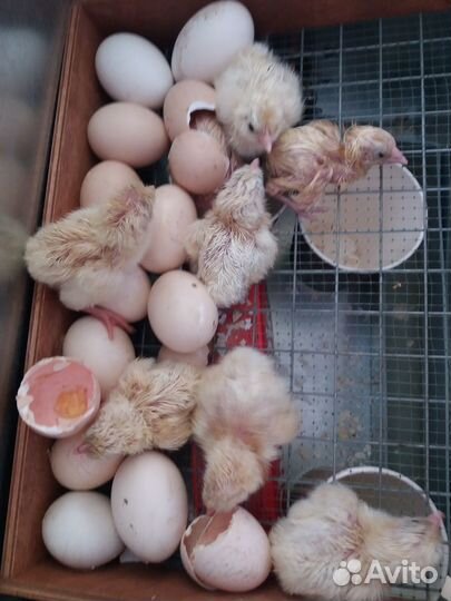 Молодой петушок Бресс Гальский