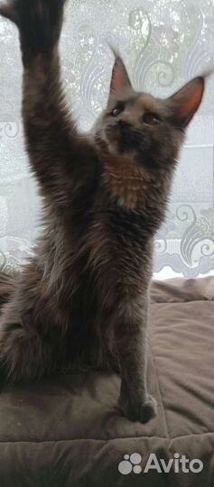 Котята мейн куна