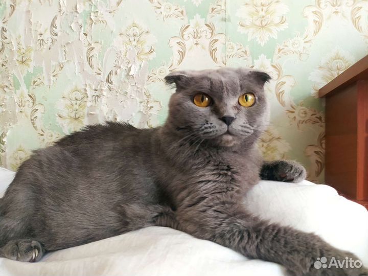 Шотландская вислоухая кошка голубая