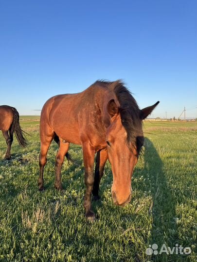 Лошадь жеребец