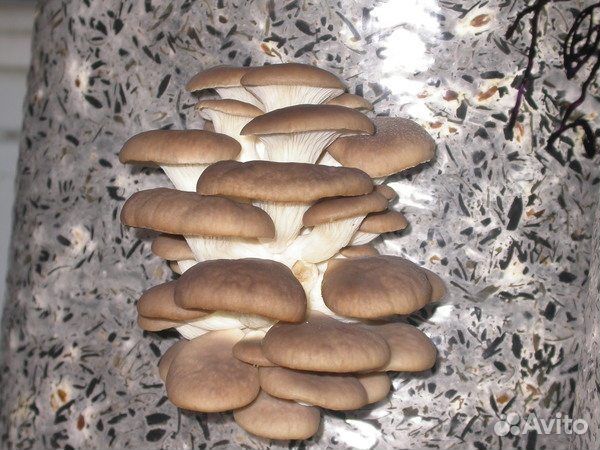 Мицелий вешенки быстро просто вкусно