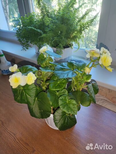 Бегония желтая