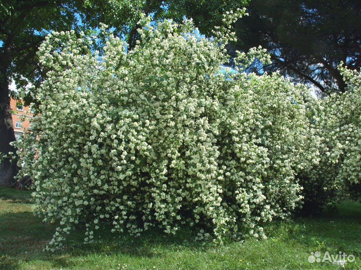 Чубушник (жасмин) венечный