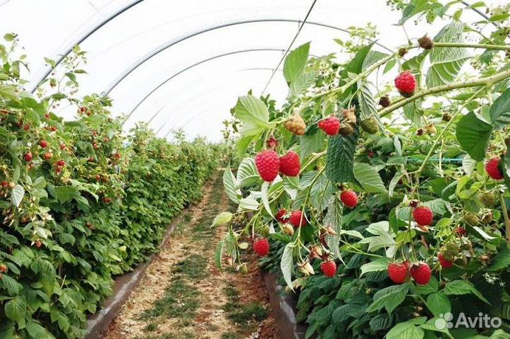 Саженцы малины