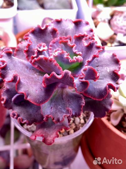 Корейские суккуленты 2 ч