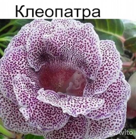 Глоксиния махровая,Клеопатра,Вишня на снегу