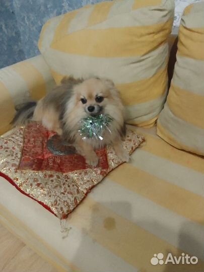 Мини шпиц вязка