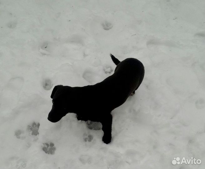 Щенок, девочка, в добрые руки