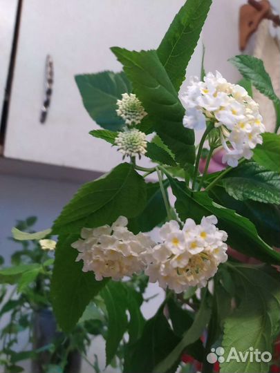 Лантана белая и оранжевая