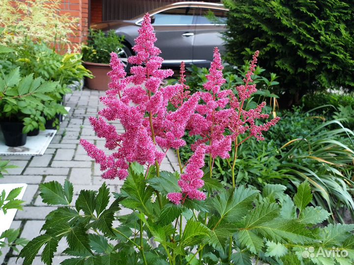 Сортовые астильбы